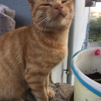 Tekir Kedi, Kedi  Karamel fotoğrafı