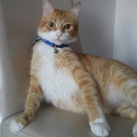 Tekir Kedi, Kedi  Tarçın  fotoğrafı