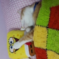 Tekir Kedi, Kedi  Tarçın  fotoğrafı