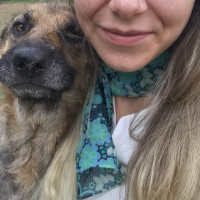 Tekir Kedi, Kedi  Fox fotoğrafı