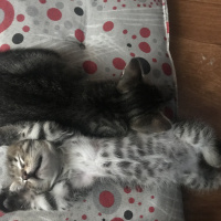 Tekir Kedi, Kedi  Fox fotoğrafı