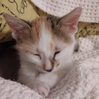 Tekir Kedi, Kedi  Leya fotoğrafı