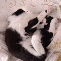 Tuxedo (Smokin) Kedi, Kedi  YUMAK fotoğrafı