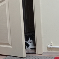 Tuxedo (Smokin) Kedi, Kedi  YUMAK fotoğrafı