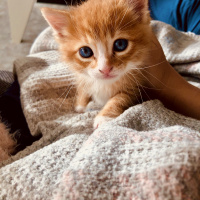 Sarman, Kedi  Tarçın fotoğrafı