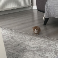 Sarman, Kedi  Tarçın fotoğrafı
