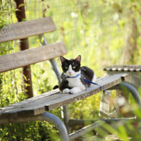 Tuxedo (Smokin) Kedi, Kedi  bıdık fotoğrafı