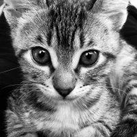 Tuxedo (Smokin) Kedi, Kedi  bıdık fotoğrafı