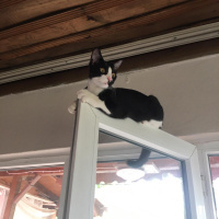 Tuxedo (Smokin) Kedi, Kedi  bıdık fotoğrafı