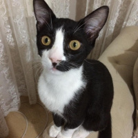 Tuxedo (Smokin) Kedi, Kedi  bıdık fotoğrafı