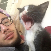Tuxedo (Smokin) Kedi, Kedi  bıdık fotoğrafı
