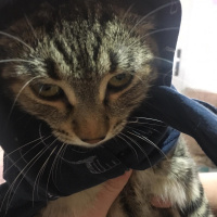 Tuxedo (Smokin) Kedi, Kedi  bıdık fotoğrafı
