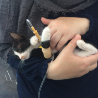 Tuxedo (Smokin) Kedi, Kedi  bıdık fotoğrafı
