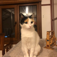 Tuxedo (Smokin) Kedi, Kedi  bıdık fotoğrafı