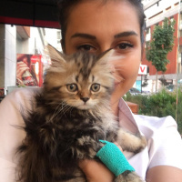 Tuxedo (Smokin) Kedi, Kedi  bıdık fotoğrafı