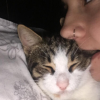 Tuxedo (Smokin) Kedi, Kedi  bıdık fotoğrafı