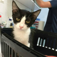 Tuxedo (Smokin) Kedi, Kedi  bıdık fotoğrafı