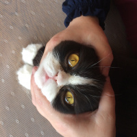 Tuxedo (Smokin) Kedi, Kedi  bıdık fotoğrafı