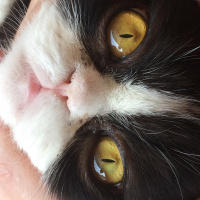 Tuxedo (Smokin) Kedi, Kedi  bıdık fotoğrafı
