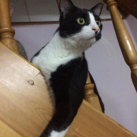 Tuxedo (Smokin) Kedi, Kedi  bıdık fotoğrafı