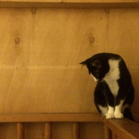 Tuxedo (Smokin) Kedi, Kedi  bıdık fotoğrafı