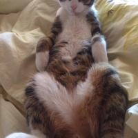 Tuxedo (Smokin) Kedi, Kedi  bıdık fotoğrafı