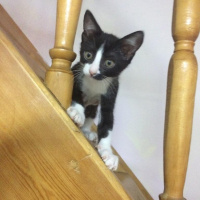 Tuxedo (Smokin) Kedi, Kedi  bıdık fotoğrafı