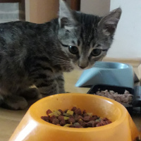 Tekir Kedi, Kedi  Destan fotoğrafı