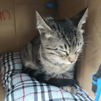 Tekir Kedi, Kedi  Destan fotoğrafı