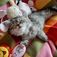 British Shorthair, Kedi  Mavi fotoğrafı