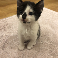 Tuxedo (Smokin) Kedi, Kedi  Nazlı fotoğrafı