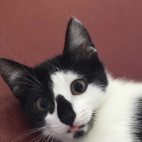 Tuxedo (Smokin) Kedi, Kedi  Nazlı fotoğrafı
