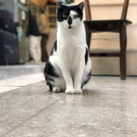 Tuxedo (Smokin) Kedi, Kedi  Nazlı fotoğrafı