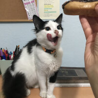 Tuxedo (Smokin) Kedi, Kedi  Milka fotoğrafı