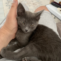 Mavi Rus, Kedi  Naime fotoğrafı