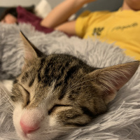 Tekir Kedi, Kedi  Mia fotoğrafı