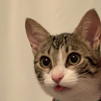 Tekir Kedi, Kedi  Mia fotoğrafı