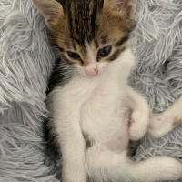 Tekir Kedi, Kedi  Mia fotoğrafı