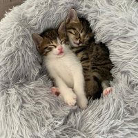 Tekir Kedi, Kedi  Mia fotoğrafı