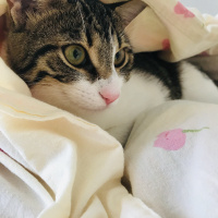 Tekir Kedi, Kedi  Mia fotoğrafı