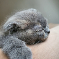 Scottish Fold, Kedi  Gölge fotoğrafı