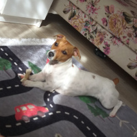 Jack Russell Terrier, Köpek  ŞİLA fotoğrafı