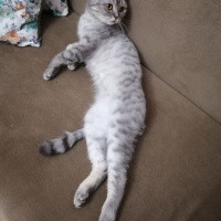 Scottish Fold, Kedi  BULUT fotoğrafı
