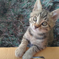 Tekir Kedi, Kedi  Badem fotoğrafı