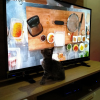 Tekir Kedi, Kedi  Badem fotoğrafı