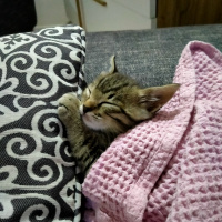 Tekir Kedi, Kedi  Badem fotoğrafı