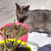 Mavi Rus, Kedi  Gümüş fotoğrafı