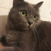 Mavi Rus, Kedi  Gümüş fotoğrafı