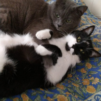 Tekir Kedi, Kedi  Şirin fotoğrafı