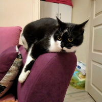 Tekir Kedi, Kedi  Şirin fotoğrafı